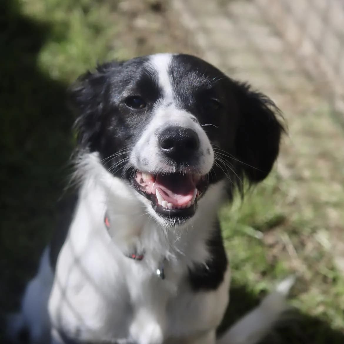 Diane, Mixed Breed (SPA de l)