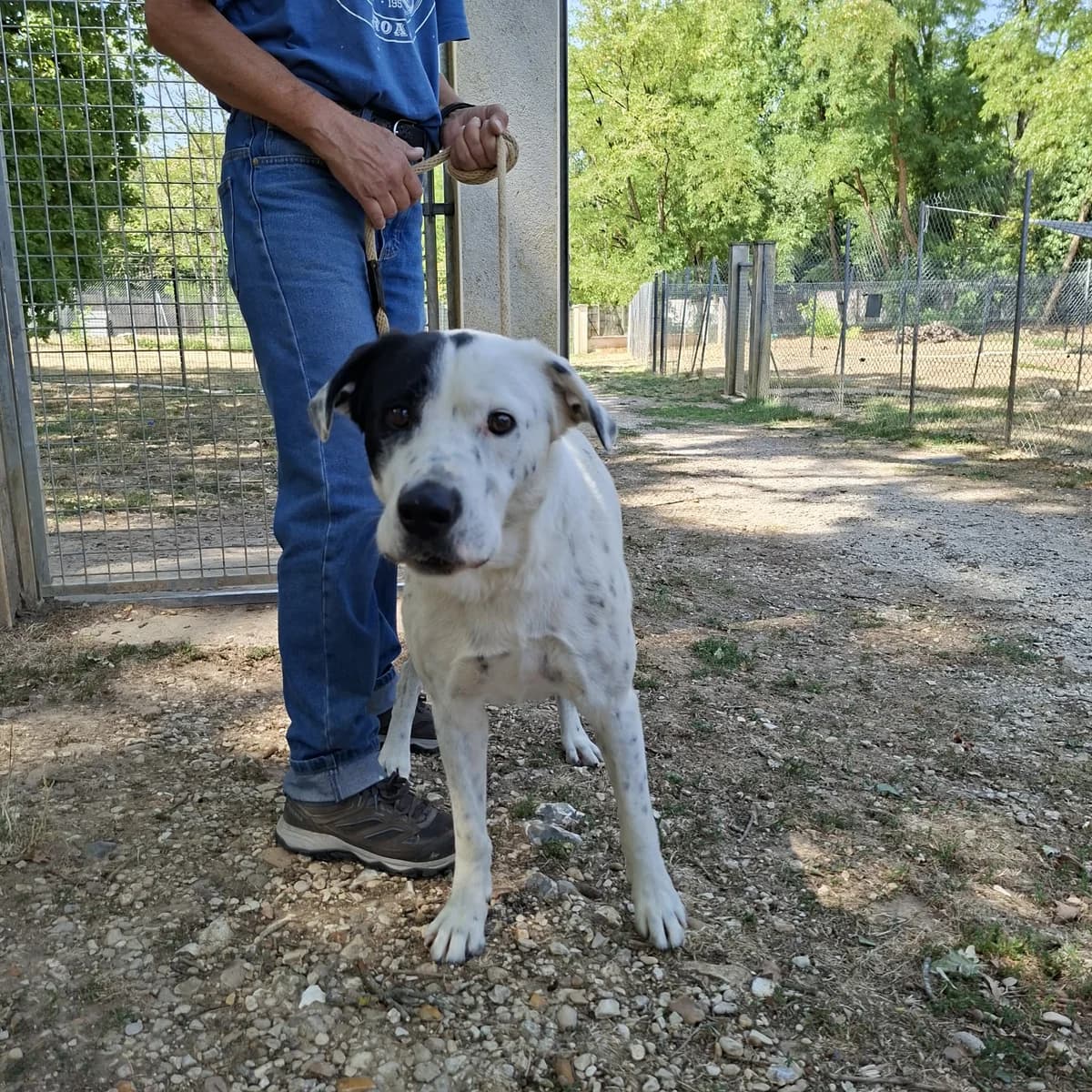 Domino, male young Mixed Breed for adoption at SPA de l, Auxerre