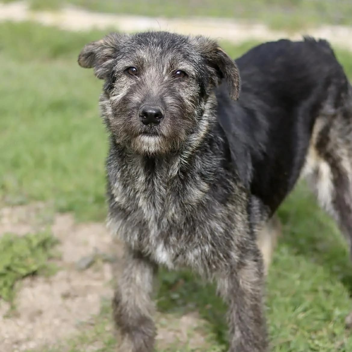 Ezoise :, male Mixed Breed for adoption at SPA de l, Auxerre