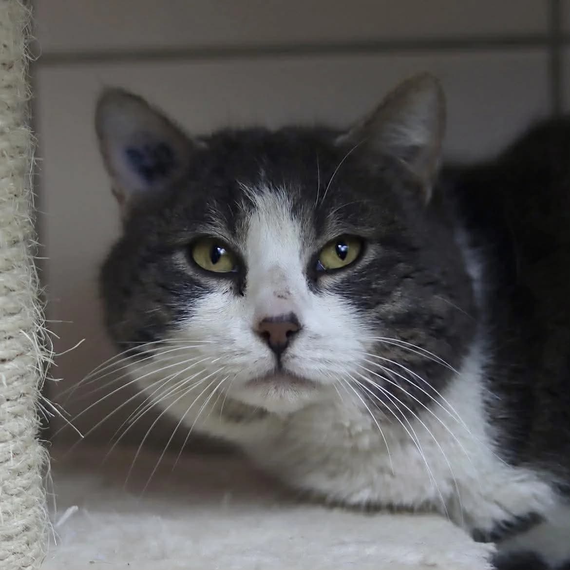 Fleury :, male Mixed Breed for adoption at SPA de l, Auxerre