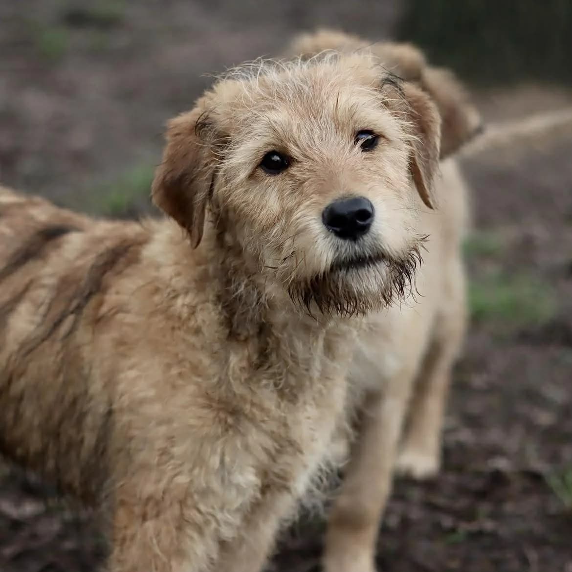 Gamin :, male puppy Mixed Breed for adoption at SPA de l, Auxerre