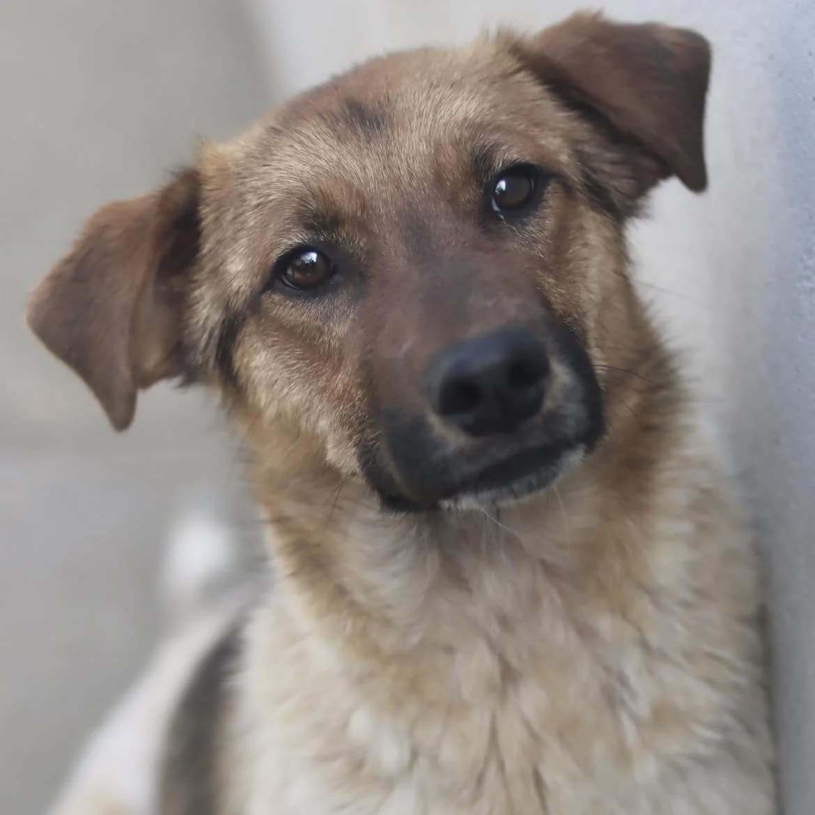 Honey, male young Mixed Breed for adoption at SPA de l, Auxerre