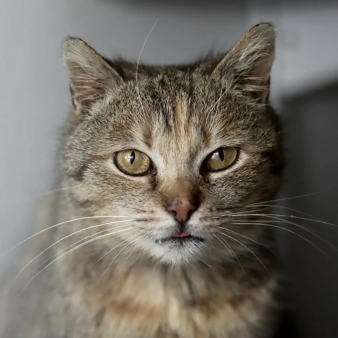 Irina :, female Mixed Breed for adoption at SPA de l, Auxerre