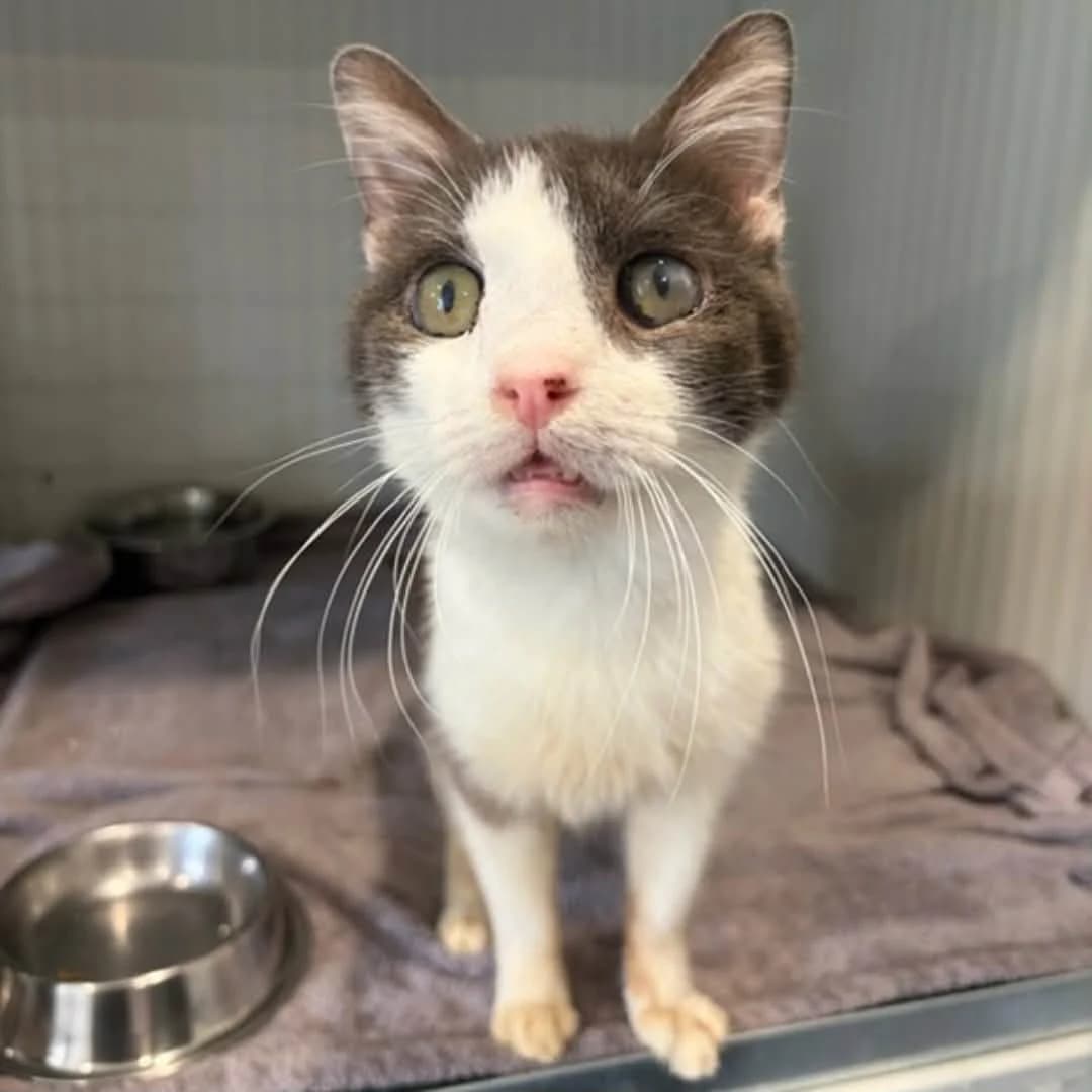 Kinine :, male senior Mixed Breed for adoption at SPA de l, Auxerre