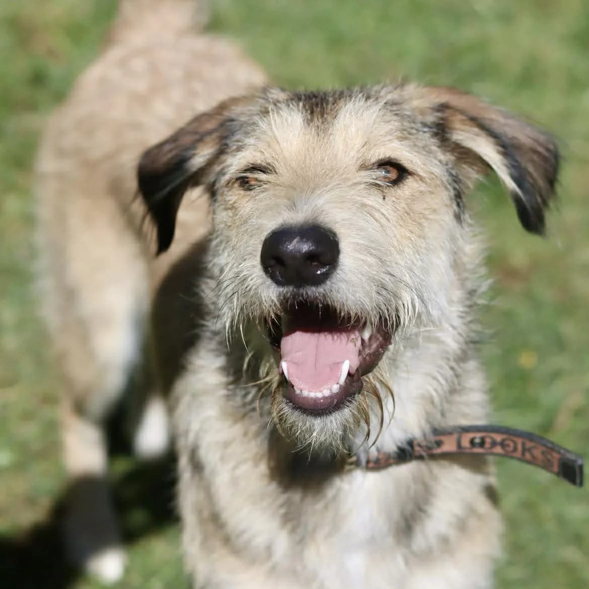 Layka :, female puppy Mixed Breed for adoption at SPA de l, Auxerre