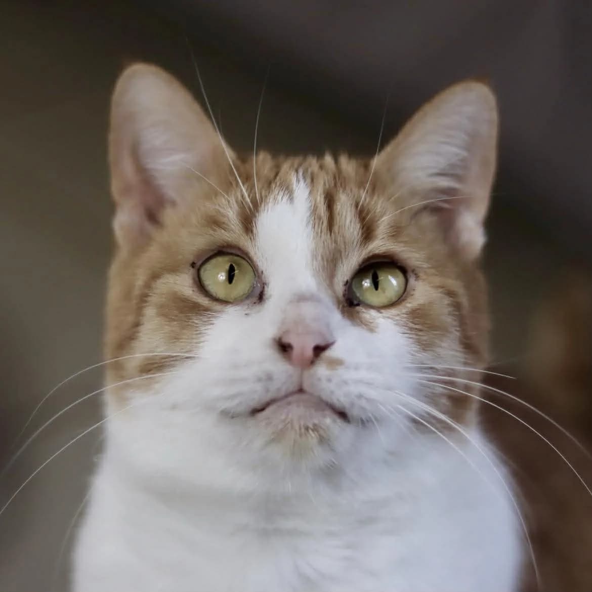 Lilly :, Not specified female Mixed Breed for adoption at SPA de l, Auxerre