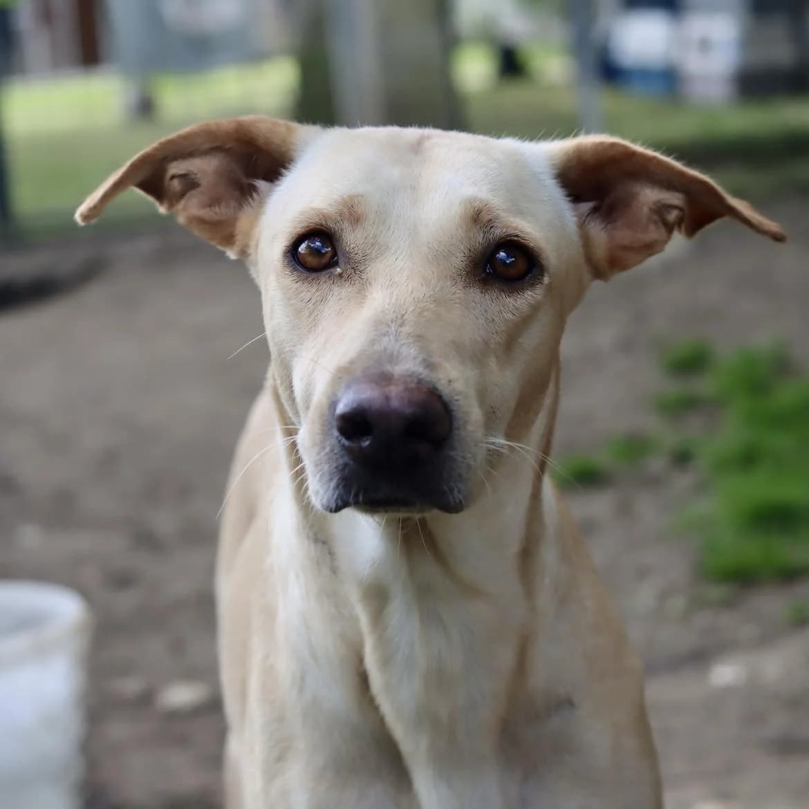 Margot, female 5yo Mixed Breed for adoption at SPA de l, Auxerre