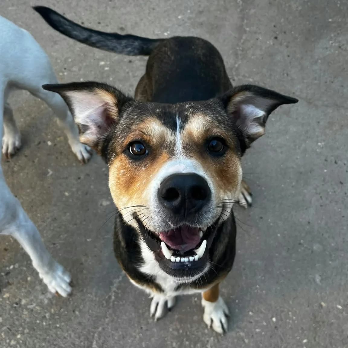 Mario, female young Mixed Breed for adoption at SPA de l, Auxerre