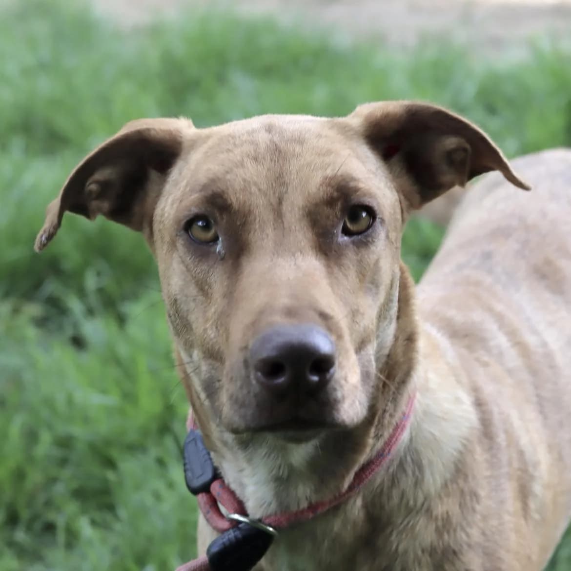 Mélina, Mixed Breed (SPA de l)
