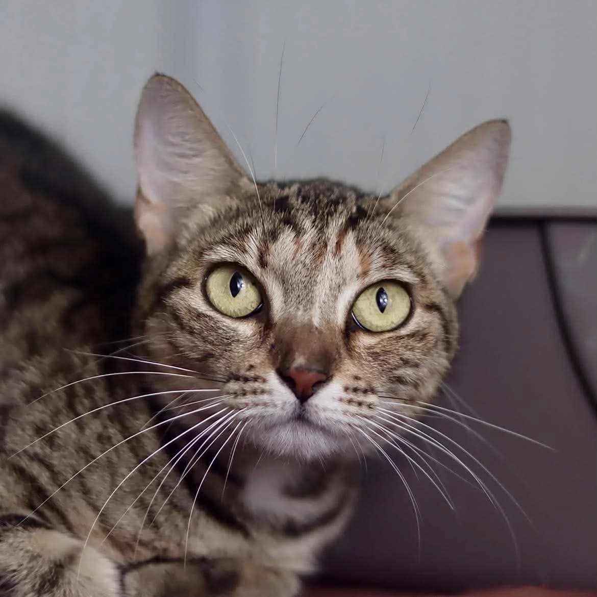 Milha, female young Mixed Breed for adoption at SPA de l, Auxerre