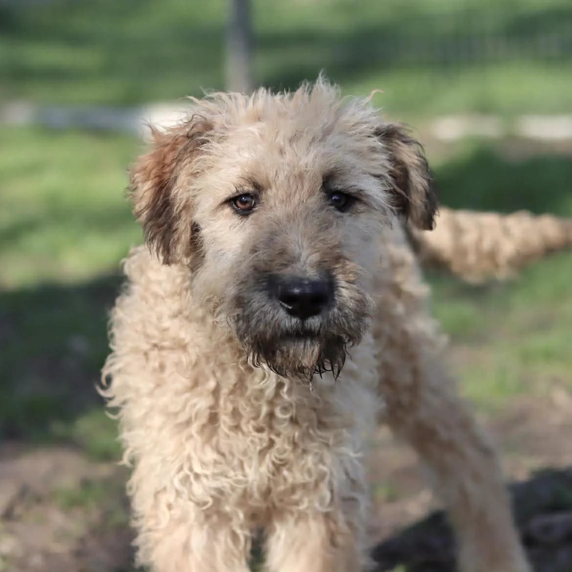 Moby :, male puppy Mixed Breed for adoption at SPA de l, Auxerre