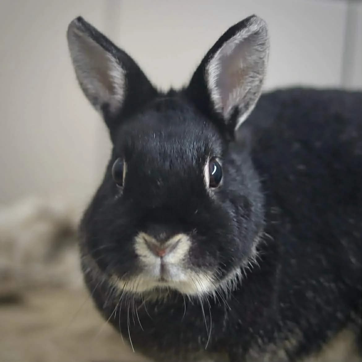 Mochi :, female young Mixed Breed for adoption at SPA de l, Auxerre