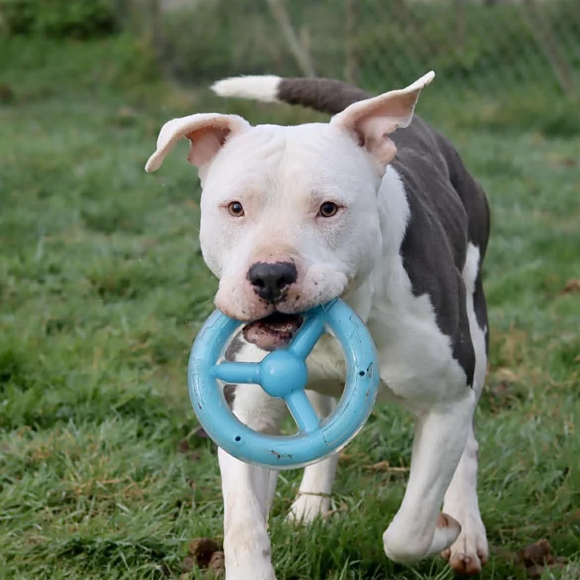 Nino :, male Mixed Breed for adoption at SPA de l, Auxerre