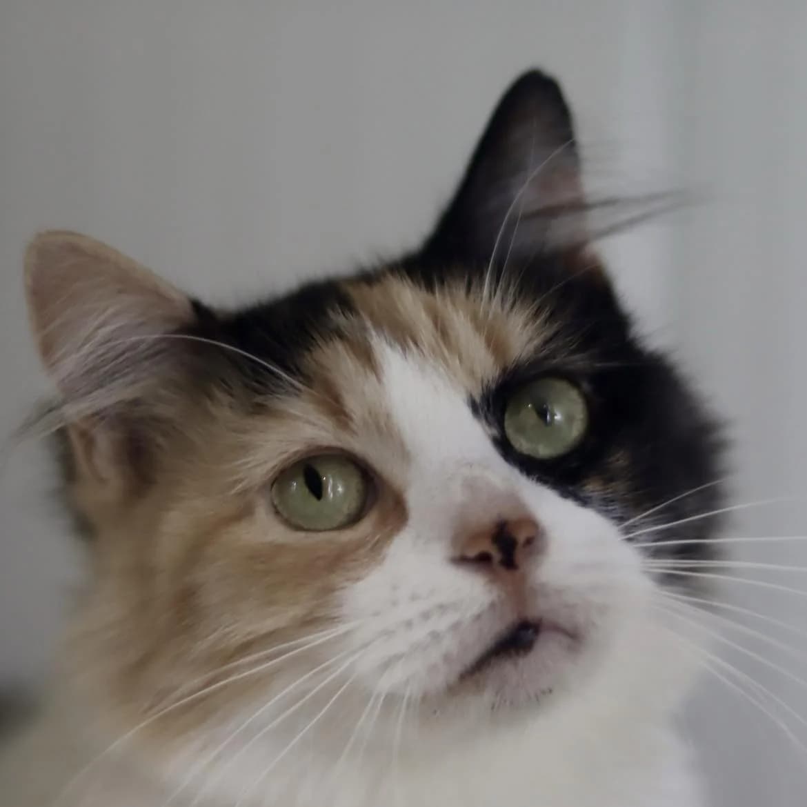 Nixy, female 4yo Mixed Breed for adoption at SPA de l, Auxerre