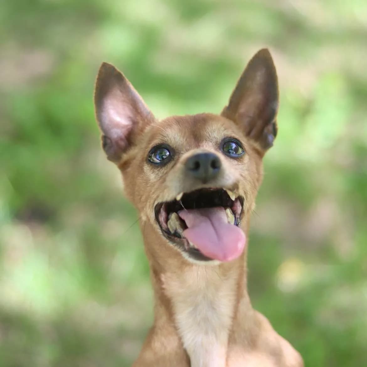 Oasis, female senior mixed breed for adoption at SPA de l, Auxerre