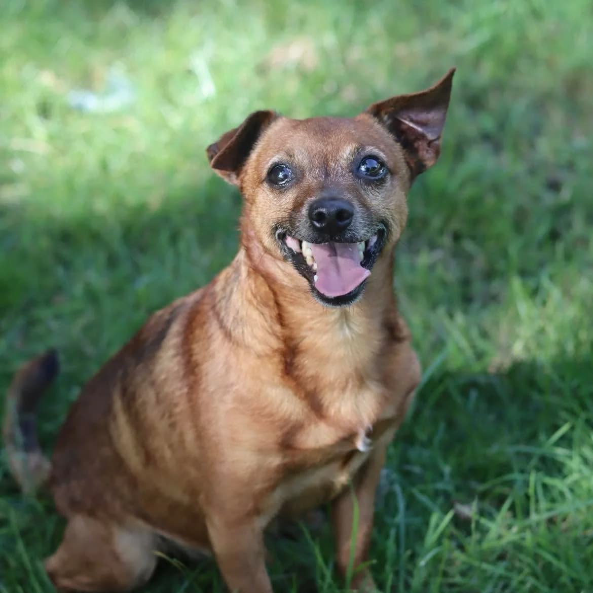 Olaf, male 7yo Mixed Breed for adoption at SPA de l, Auxerre