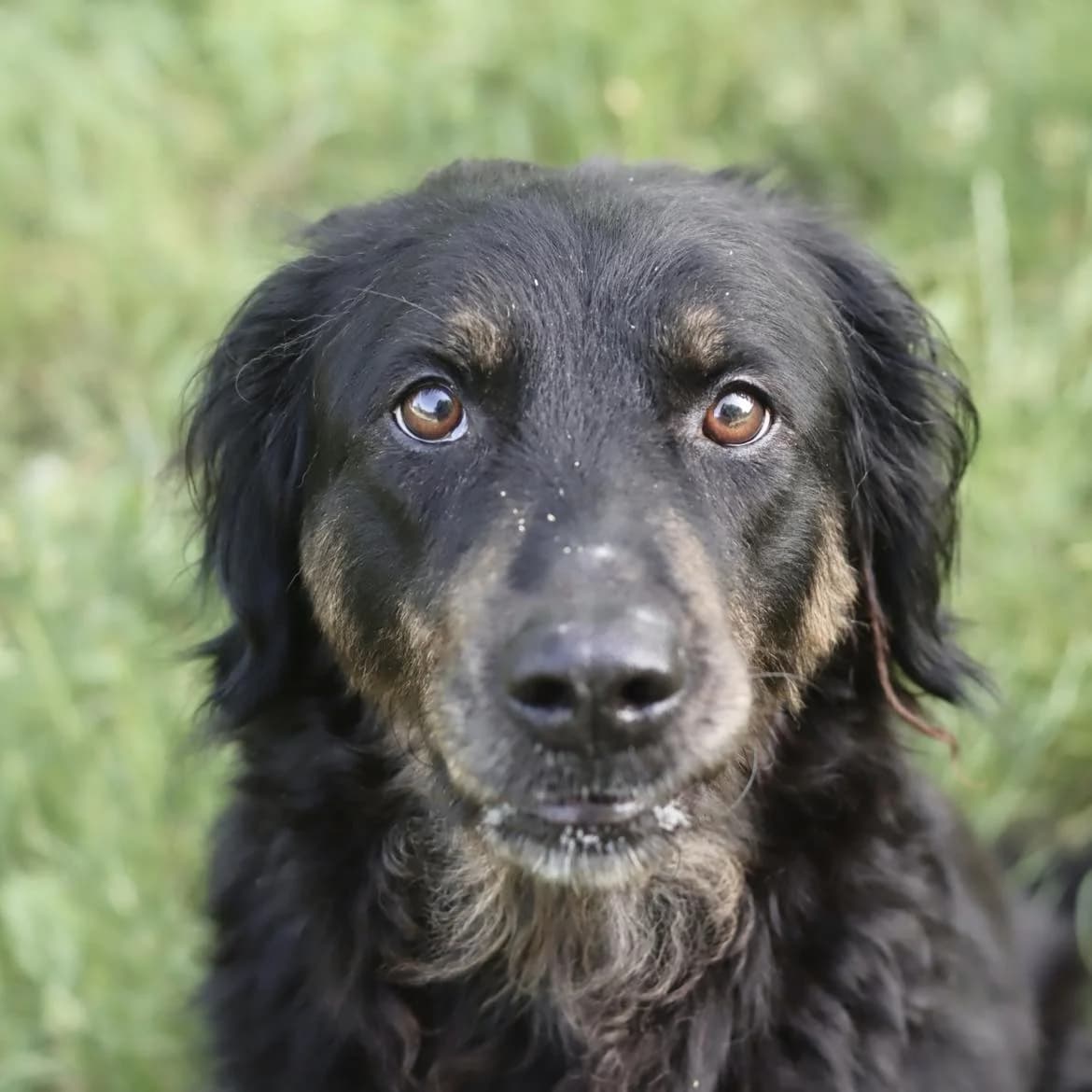 Phoebe, Mixed Breed (SPA de l)