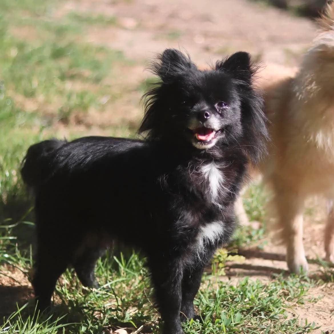Pinky, female 7yo mixed breed for adoption at SPA de l, Auxerre