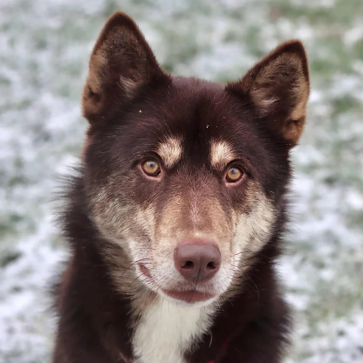 Pollen :, male Mixed Breed for adoption at SPA de l, Auxerre