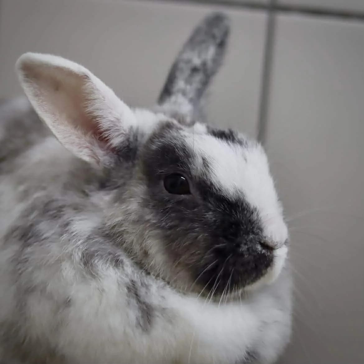 Prune :, female young Mixed Breed for adoption at SPA de l, Auxerre