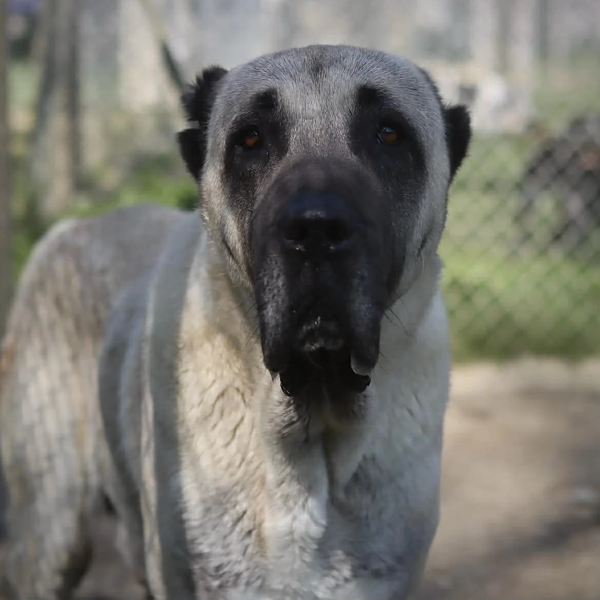 Ragnar :, male 5yo mixed breed for adoption at SPA de l, Auxerre