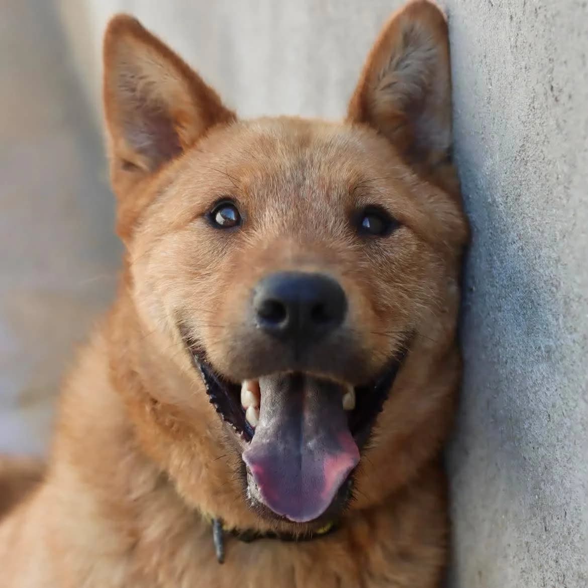 Roko, male young Mixed Breed for adoption at SPA de l, Auxerre