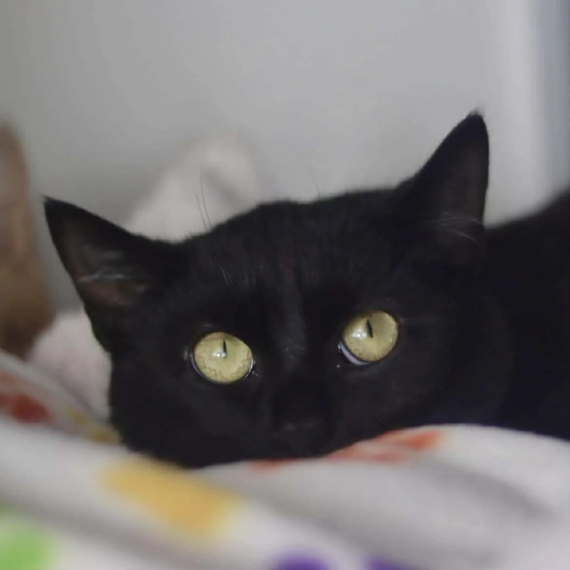 Rookie :, female Mixed Breed for adoption at SPA de l, Auxerre