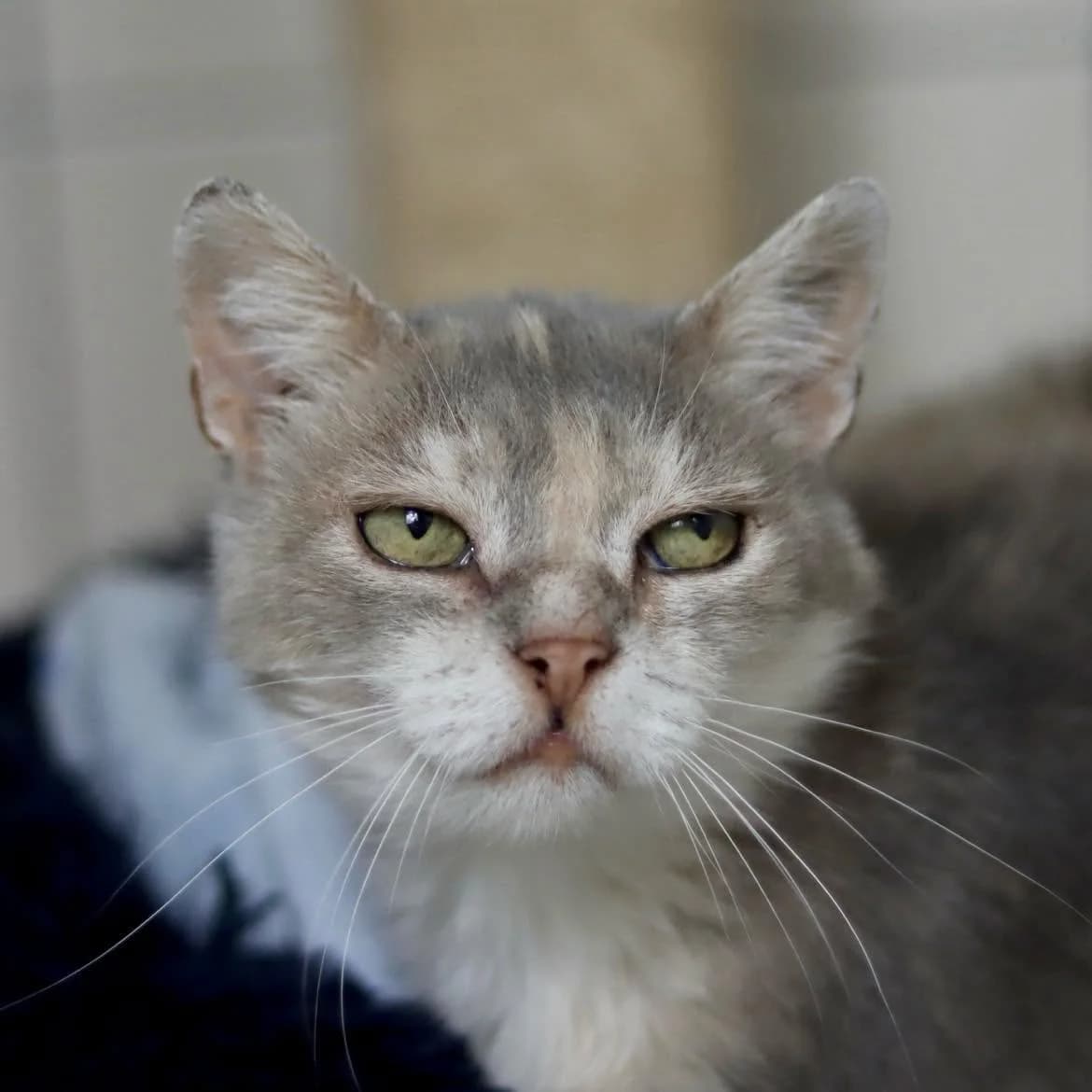 Setra, female senior Mixed Breed for adoption at SPA de l, Auxerre