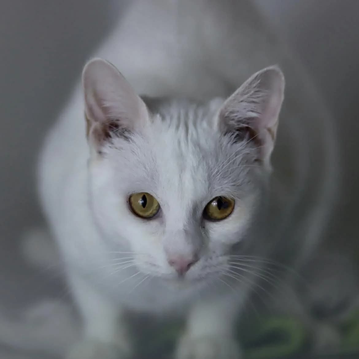 Shiro :, male mixed breed for adoption at SPA de l, Auxerre