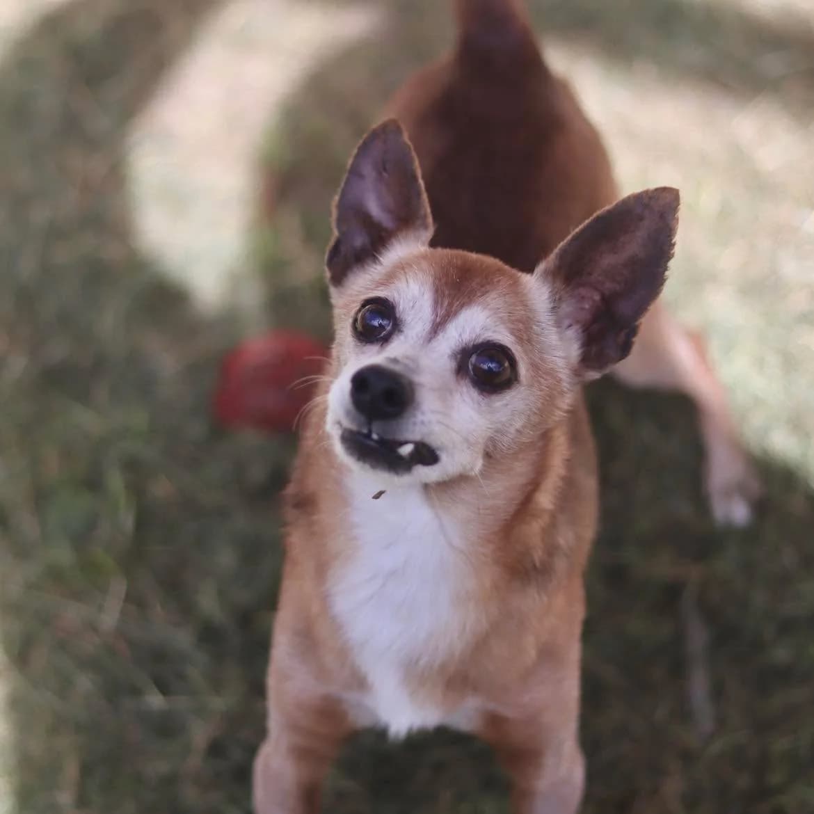 Simba, male senior Mixed Breed for adoption at SPA de l, Auxerre
