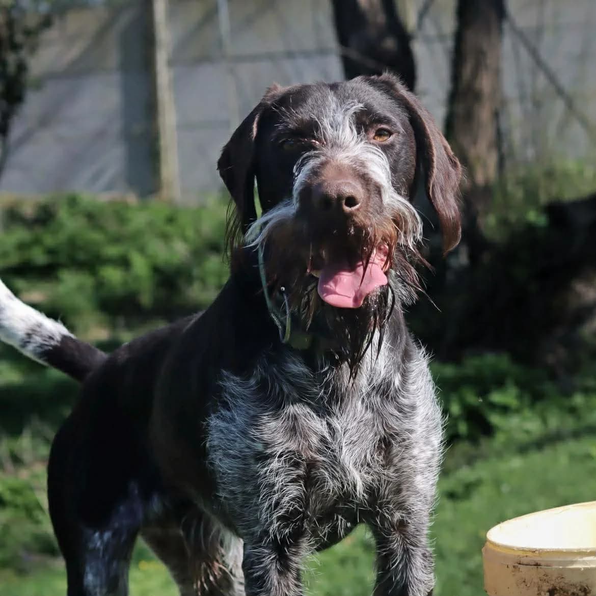 Tack :, male Mixed Breed for adoption at SPA de l, Auxerre