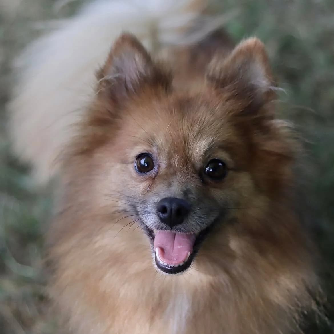 Tagada, female 4yo mixed breed for adoption at SPA de l, Auxerre