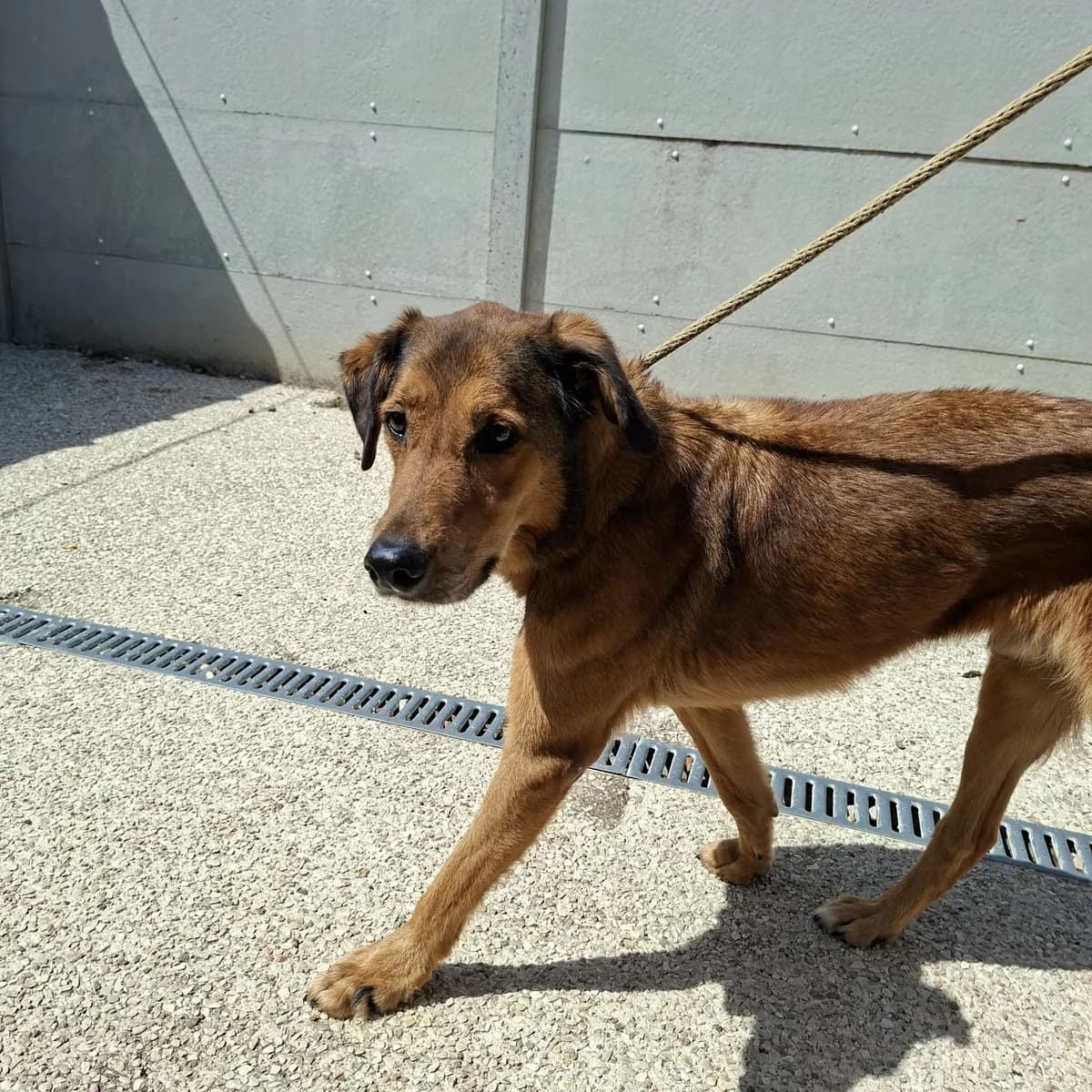 Tango, male 5yo Mixed Breed for adoption at SPA de l, Auxerre