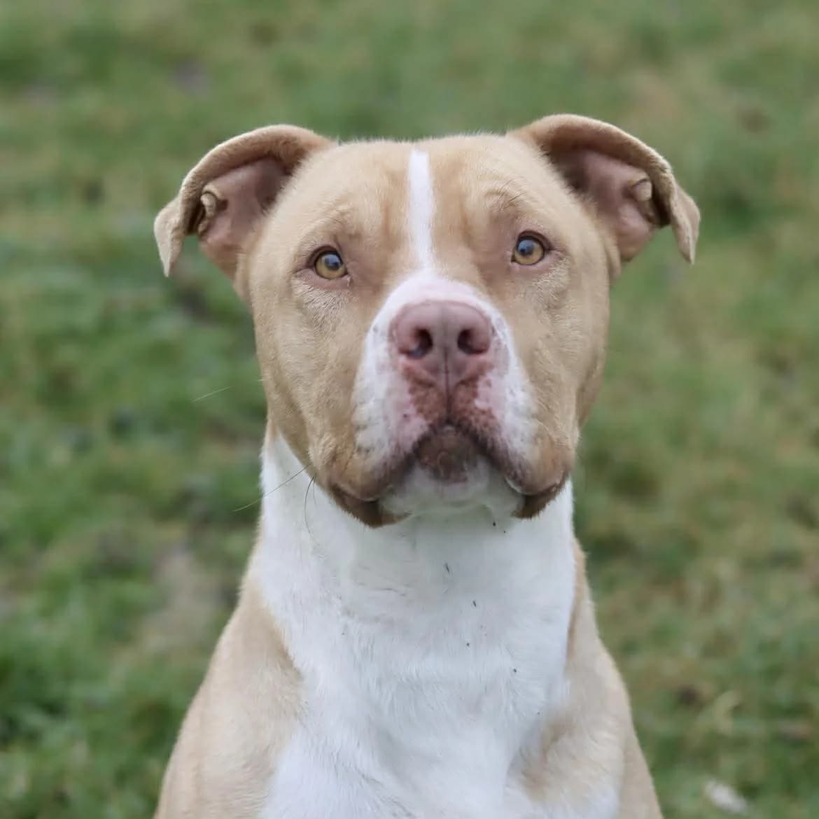 Tayron :, male 3yo American Bully for adoption at SPA de l, Auxerre