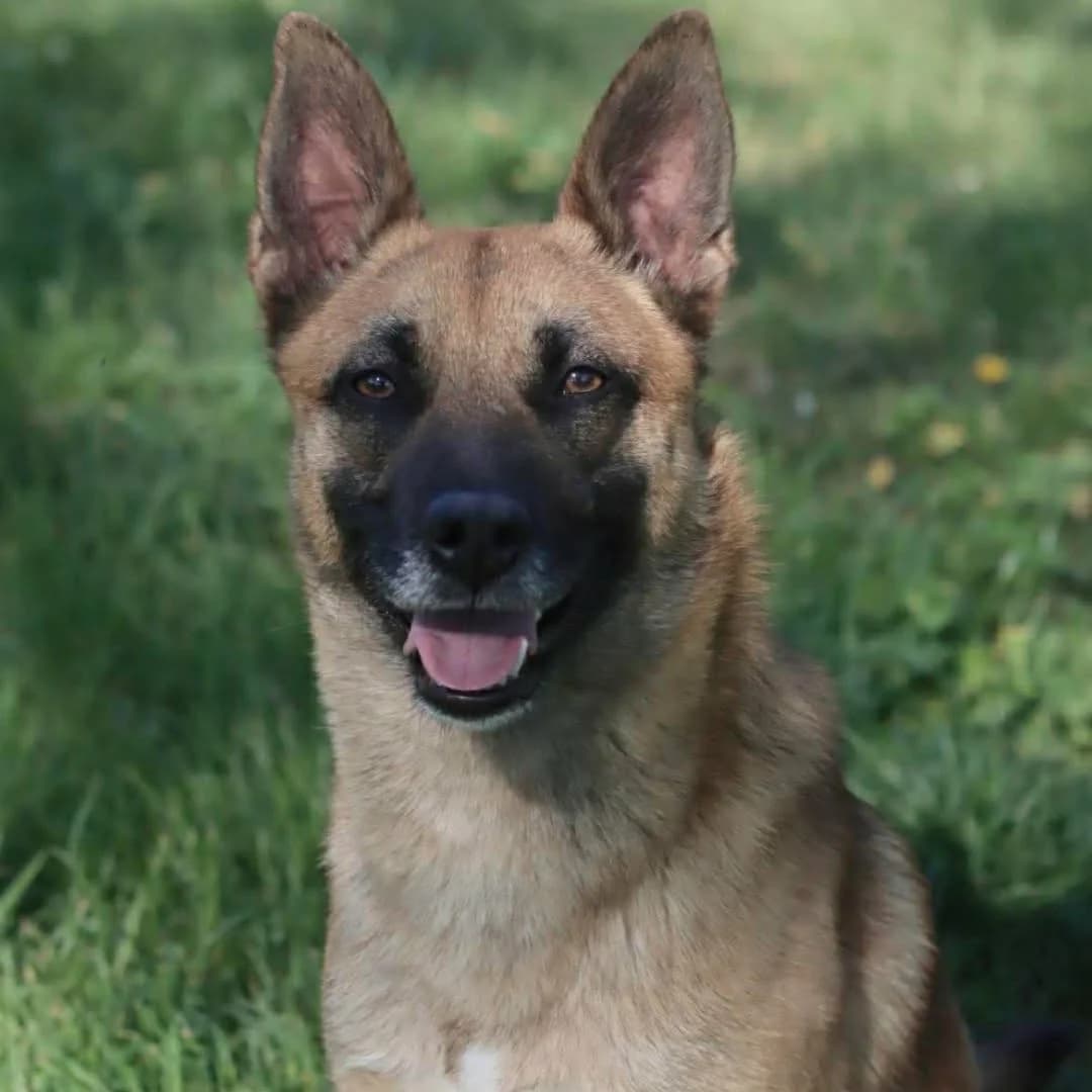 Tintin :, male 5yo Mixed Breed for adoption at SPA de l, Auxerre