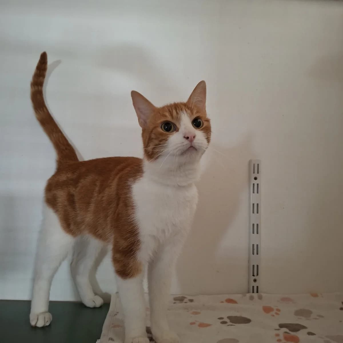 Topaze, male 3yo Mixed Breed for adoption at SPA de l, Auxerre