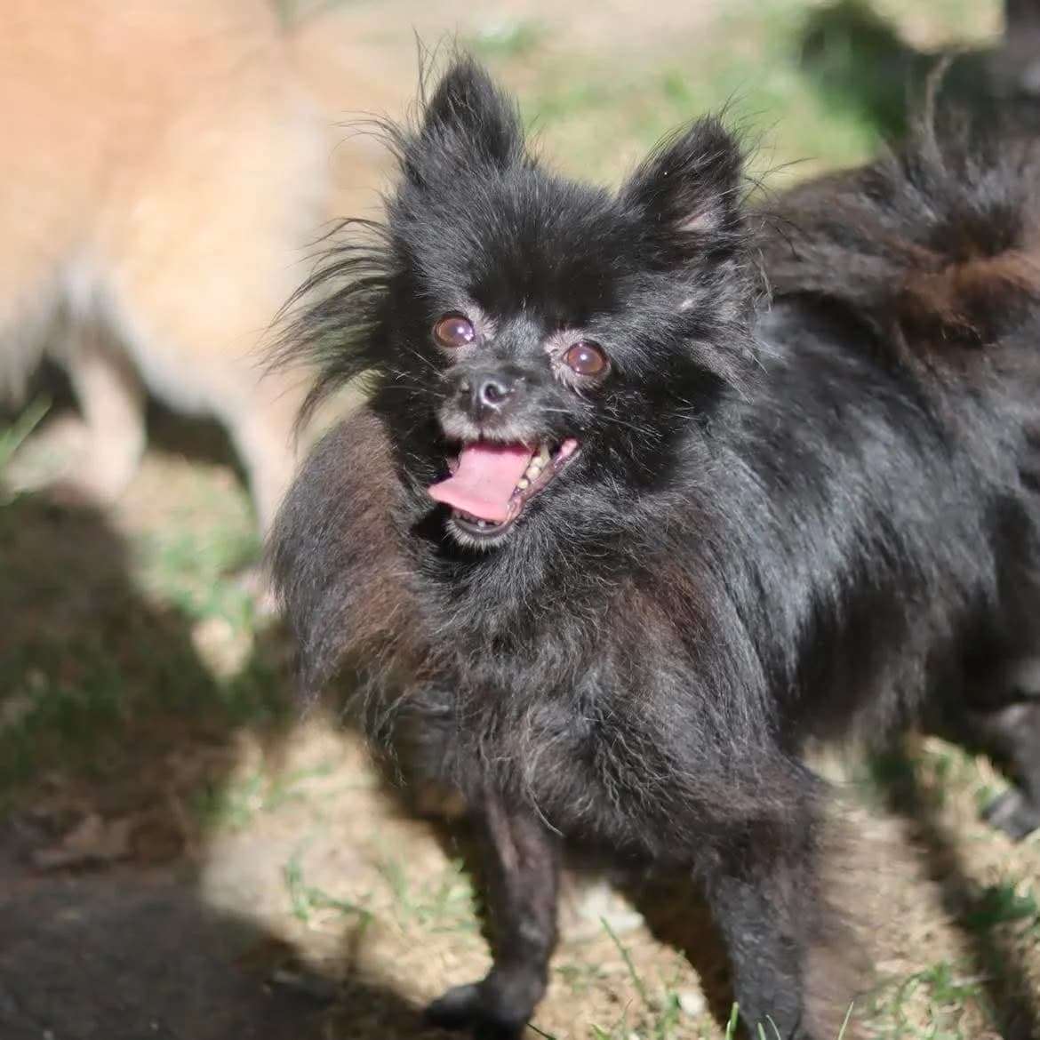 Udine, female 3yo mixed breed for adoption at SPA de l, Auxerre