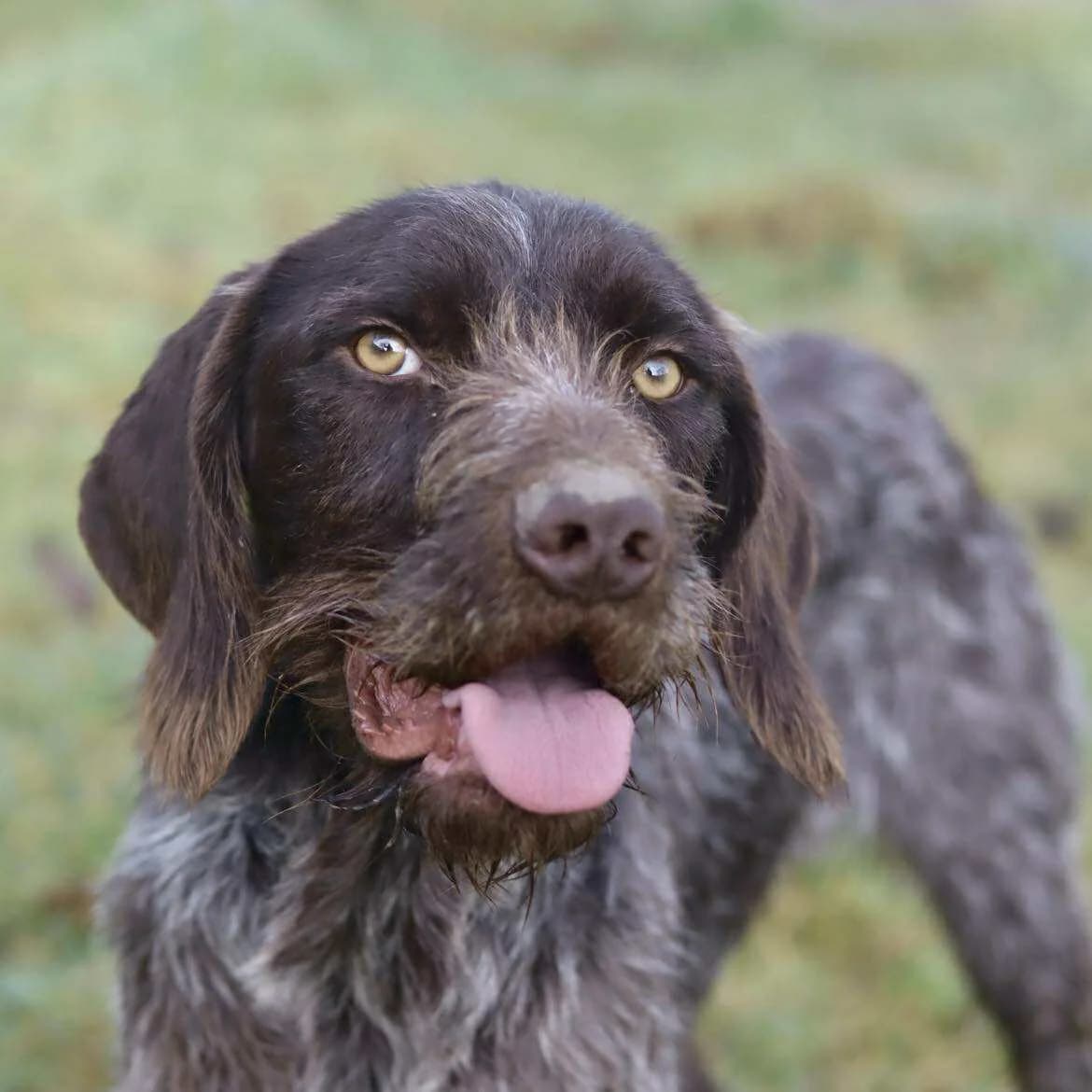 Unjoy :, male mixed breed for adoption at SPA de l, Auxerre