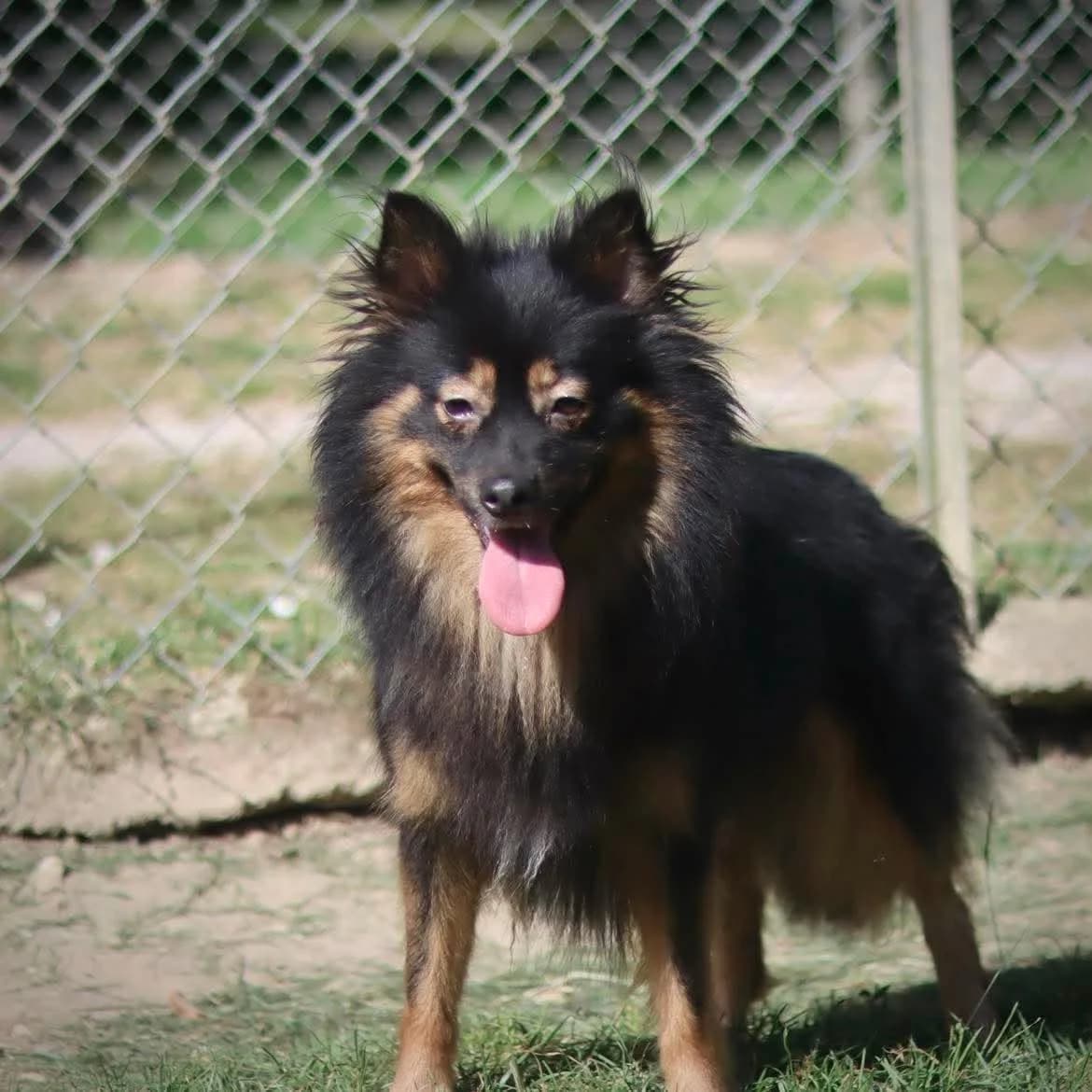 Vegas, female young Pomsky for adoption at SPA de l, Auxerre