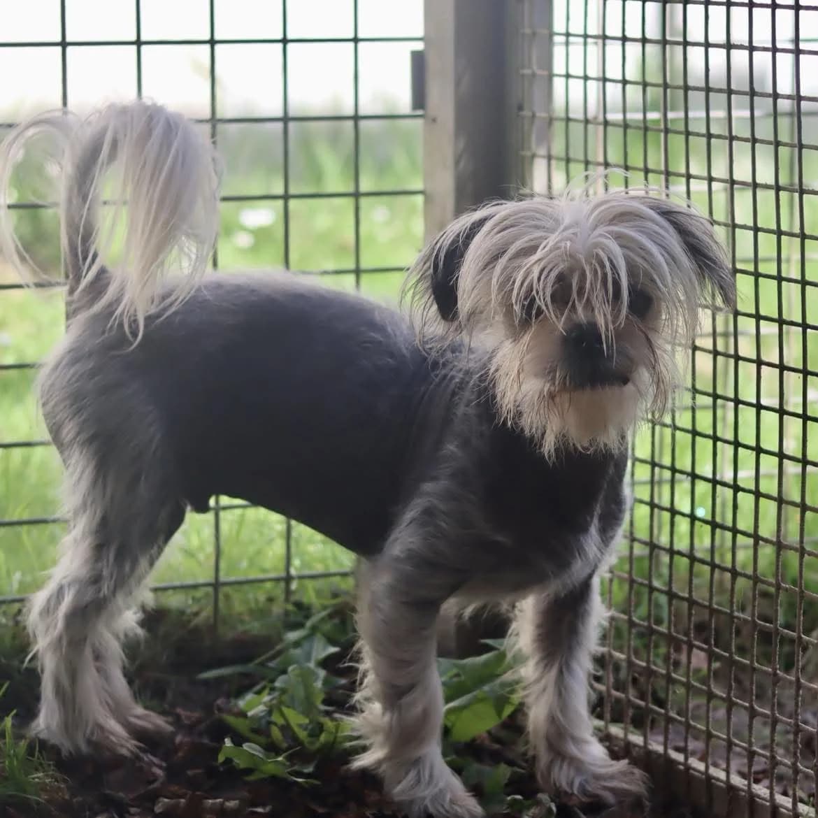 Venom, male young mixed breed for adoption at SPA de l, Auxerre