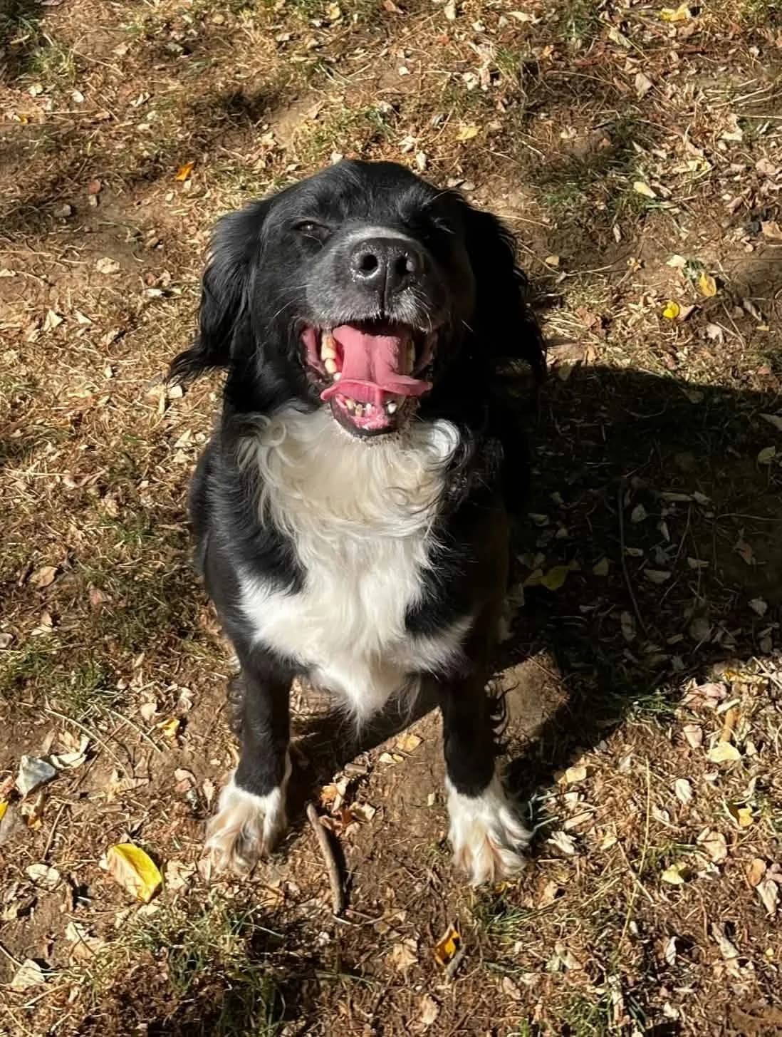 Zen, male 6yo Mixed Breed for adoption at SPA de l, Auxerre