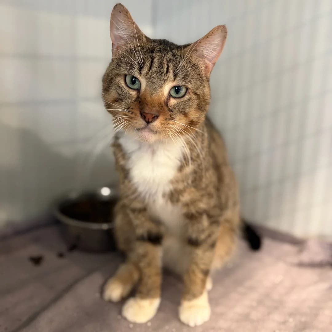 Zeus :, male senior Mixed Breed for adoption at SPA de l, Auxerre