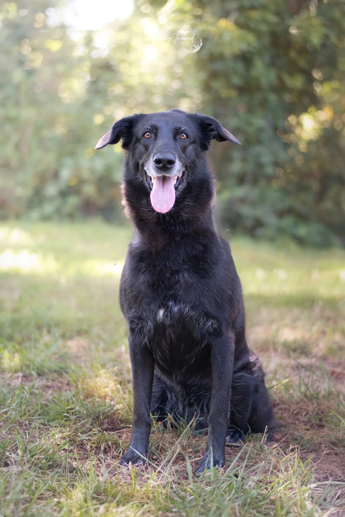 Lola, female senior Mixed Breed for adoption at SPA de Bordeaux et du Sud-Ouest, Bordeaux