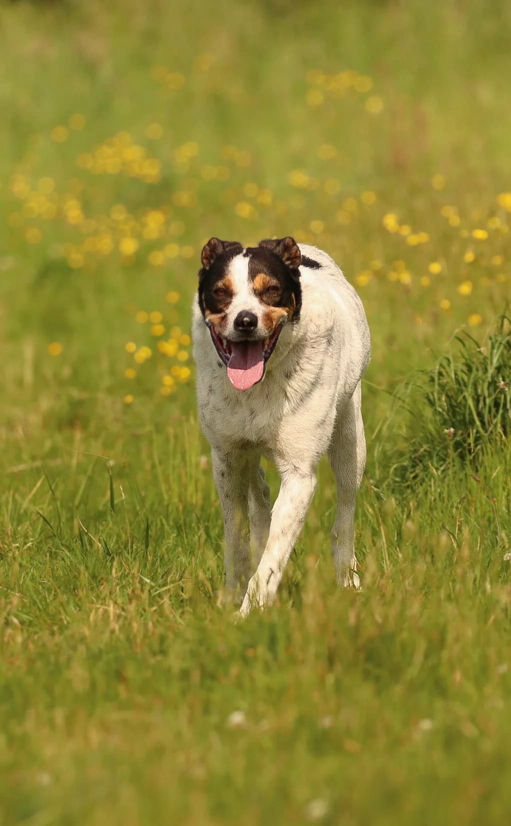 Manolo,  senior Mixed Breed for adoption at SPA de Bordeaux et du Sud-Ouest (SPA 33)