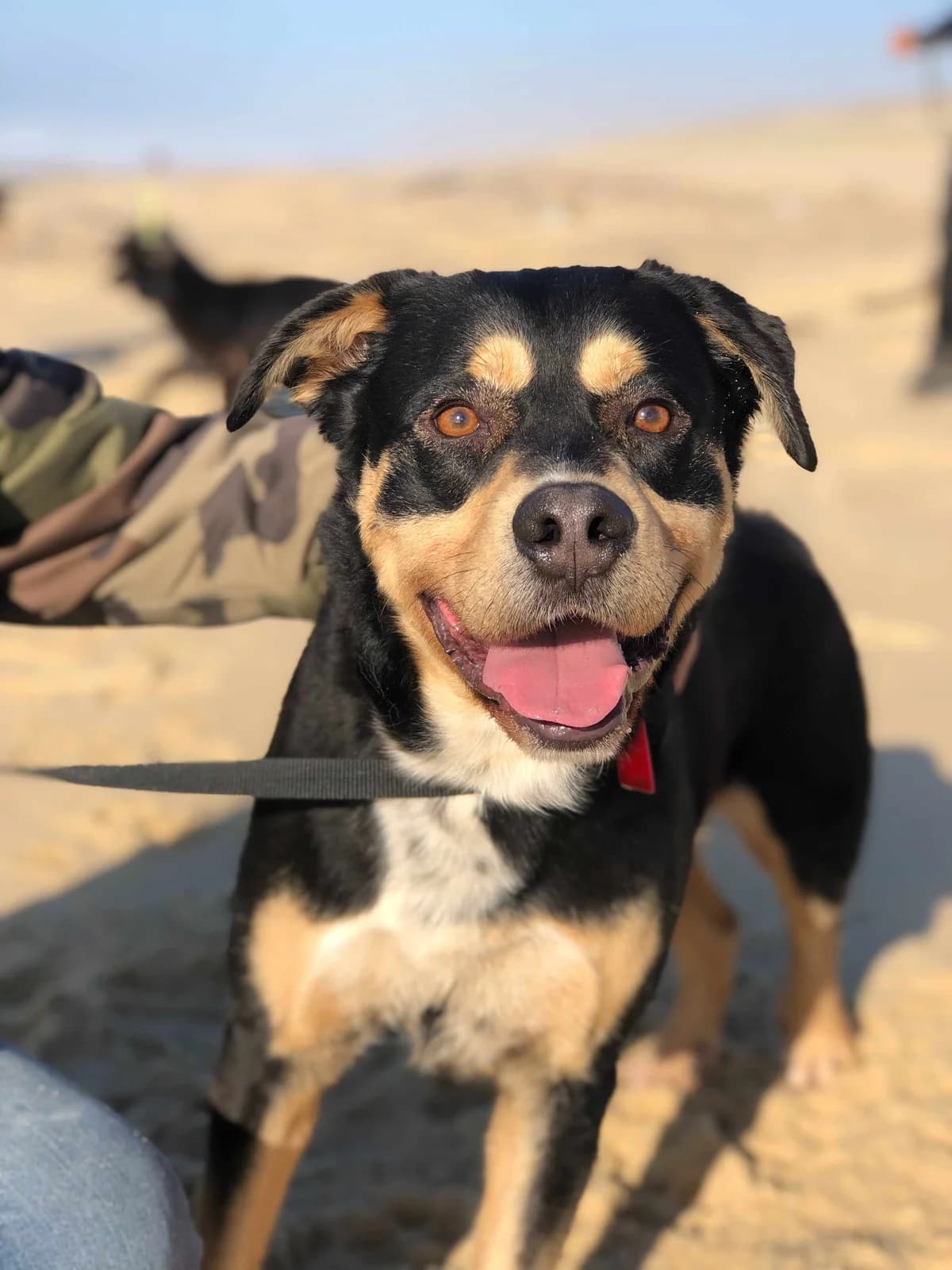 Bunker, male senior Mixed Breed for adoption at SPA de Bordeaux et du Sud-Ouest, Bordeaux