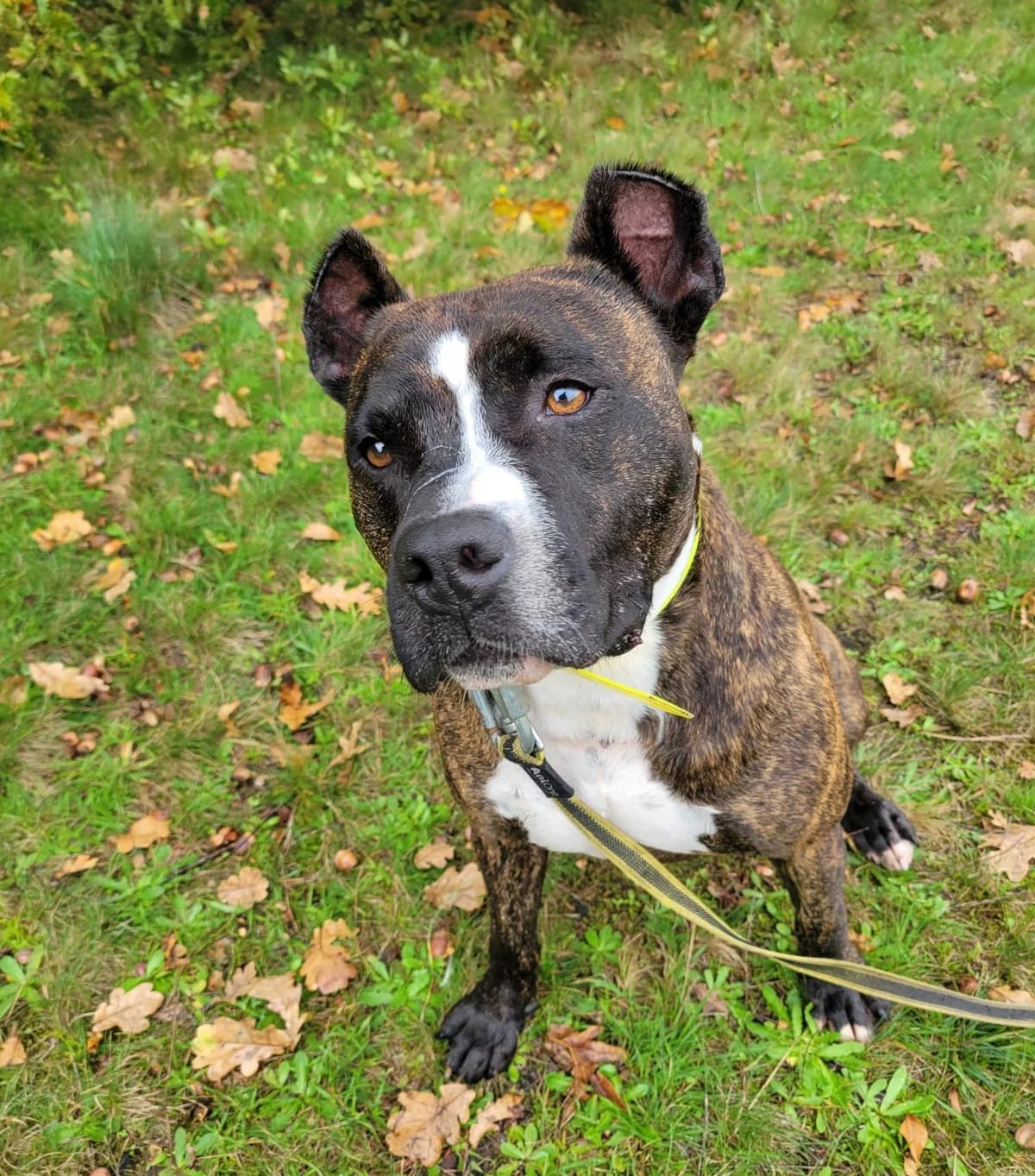 Bouba, male senior Mixed Breed for adoption at SPA de Bordeaux et du Sud-Ouest, Bordeaux