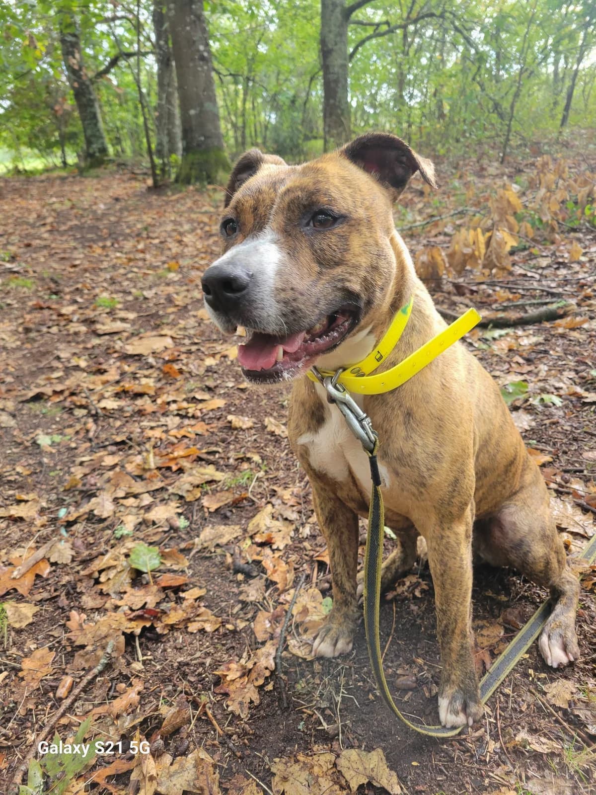 Bella, female senior Mixed Breed for adoption at SPA de Bordeaux et du Sud-Ouest, Bordeaux