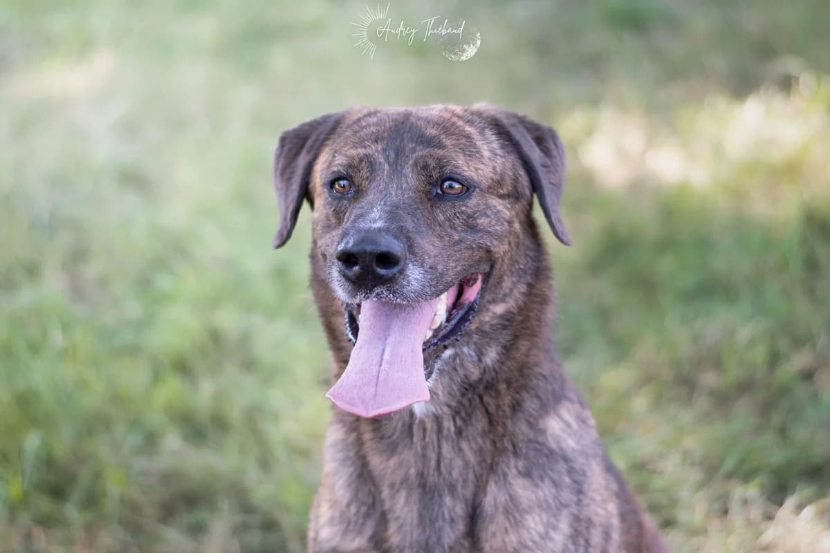 Twix, male 6yo Mixed Breed for adoption at SPA de Bordeaux et du Sud-Ouest, Bordeaux