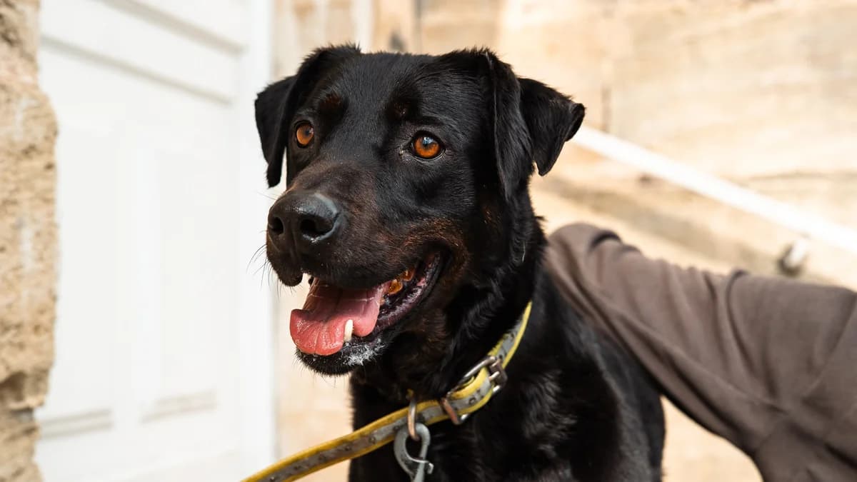 Paxi, male senior Mixed Breed for adoption at SPA de Bordeaux et du Sud-Ouest, Bordeaux