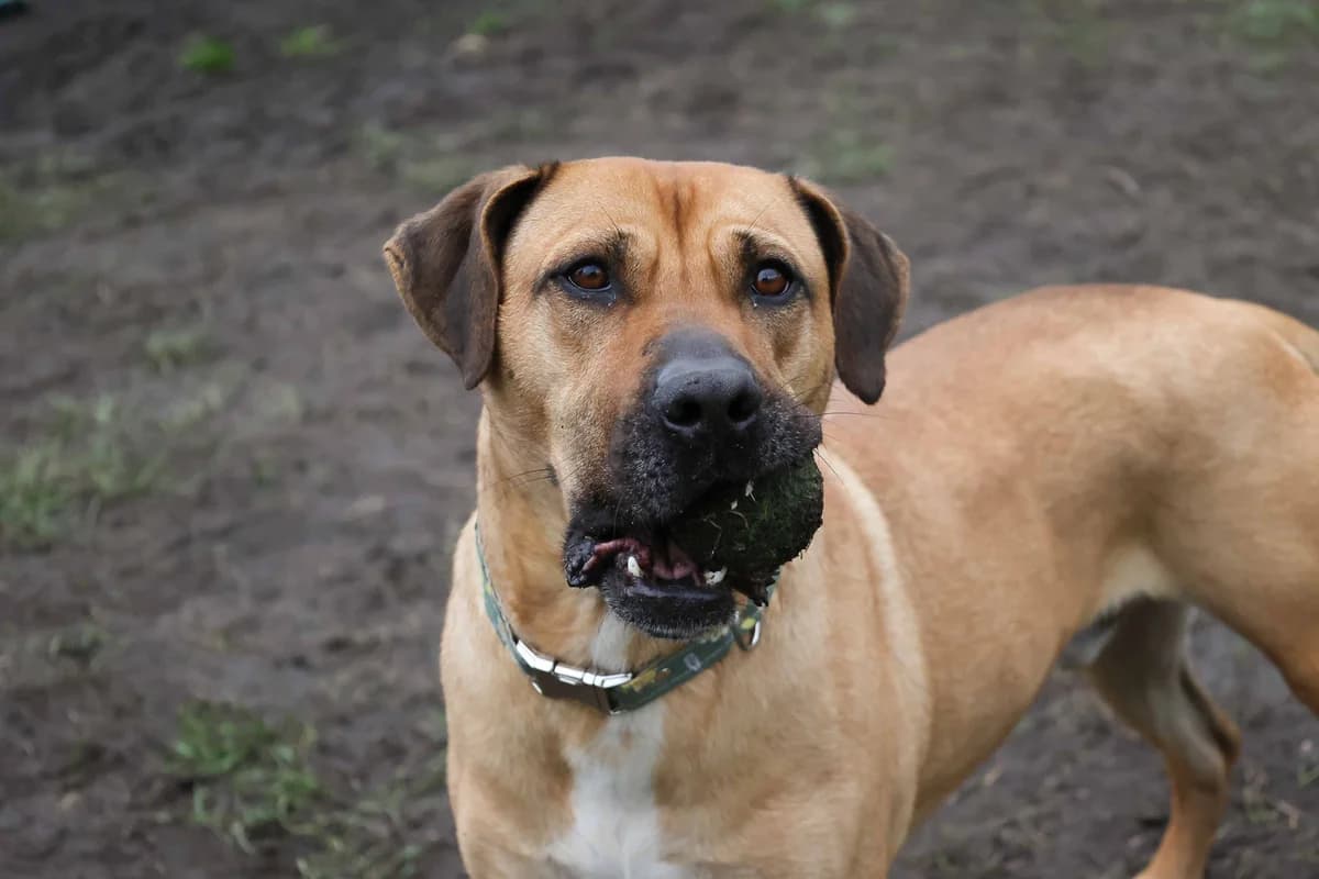 Atesh, male 6yo Mixed Breed for adoption at SPA de Bordeaux et du Sud-Ouest, Bordeaux